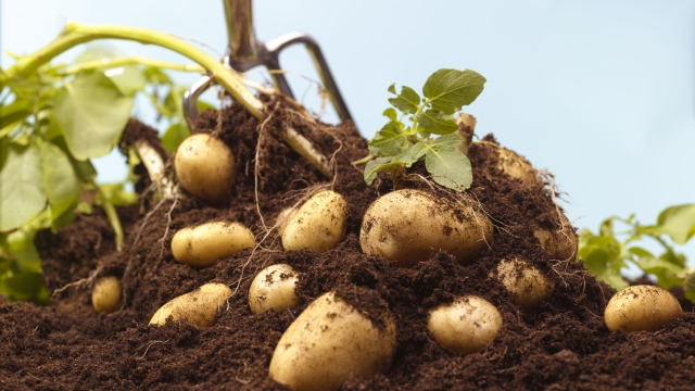 Growing Buddies: Unearthing the Perfect Potato Companion Plants