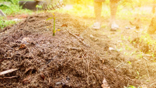 Nurturing Growth: Unveiling the Power of Organic Soils and Fertilizers