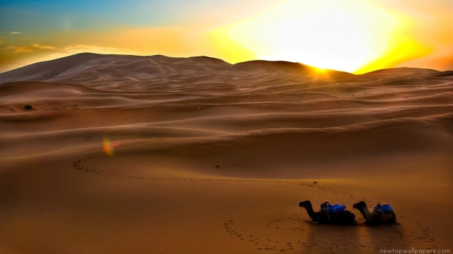 Unveiling the Enchanting Dunes: Embark on a mesmerizing journey through Morocco’s Desert Tours