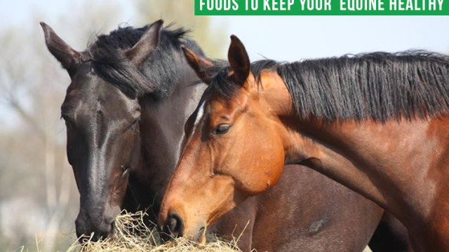 The Ultimate Guide to Boosting Horse Health: Unleashing the Power of Equine Supplements
