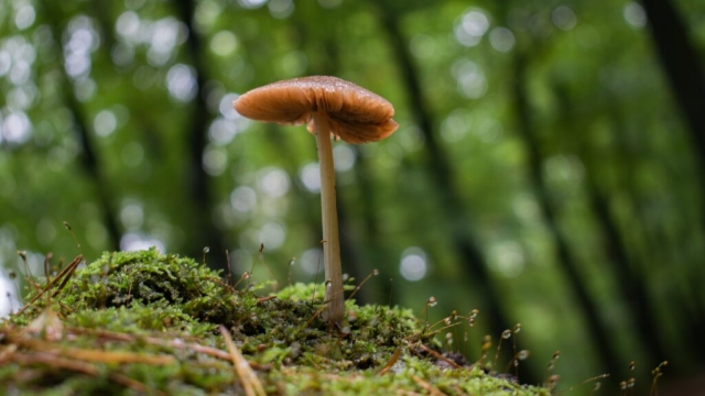 The Fungi Frontier: Unleashing the Magic of Mushroom Growing