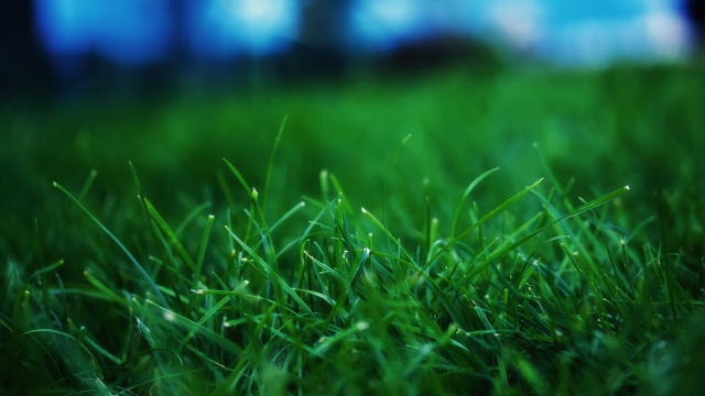 Mastering the Art of Lawn Maintenance: Unlock the Secrets to a Lush and Vibrant Yard
