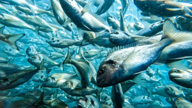 Revolutionizing Blue: The Future of Aquaculture Technology